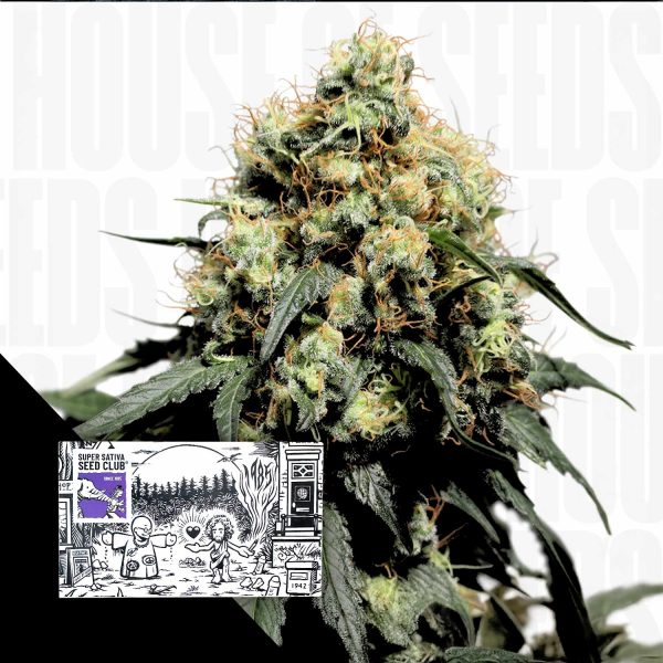 Super Sativa Seed Club Bruce Lemon Diesel