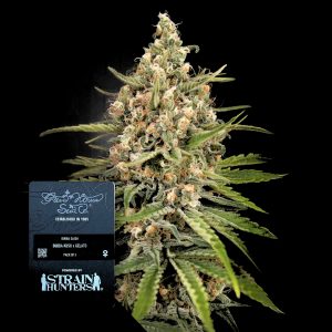 Bubba Slush Green House Seeds