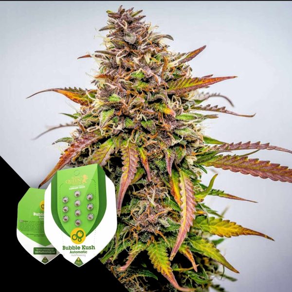 Royal Queen Seeds Bubble Kush Auto
