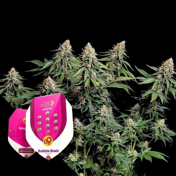 Royal Queen Seeds Bubble Kush