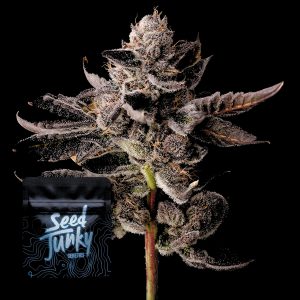 Bubblegum Burst Seed Junky Genetics