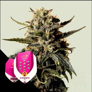 Bubblegum Xl Royal Queen Seeds