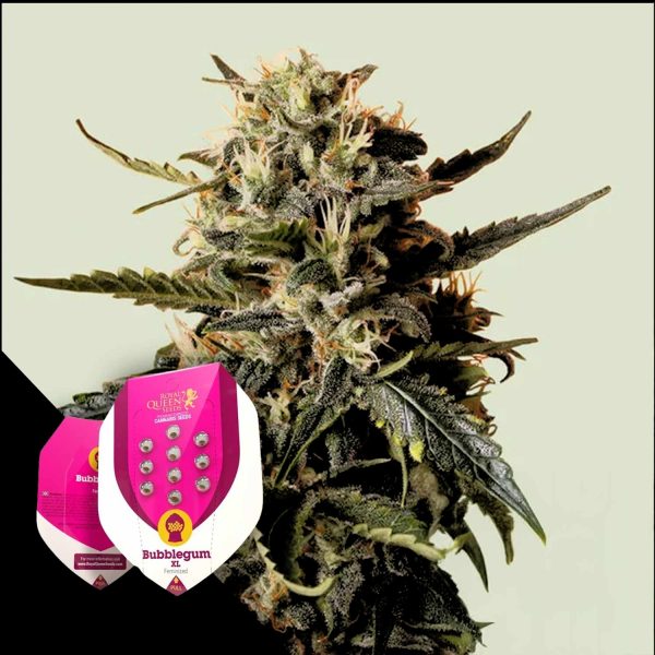 Royal Queen Seeds Bubblegum XL