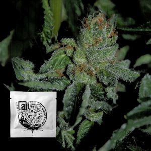 Buddha Tahoe Og Cali Connection