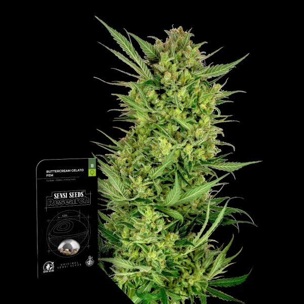 Sensi Seeds Buttercream Gelato