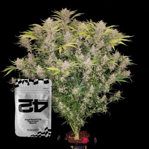 C4 Auto 420 Fast Buds