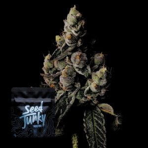 Cake Straws Seed Junky Genetics