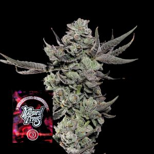 Cali Tings Wizard Trees