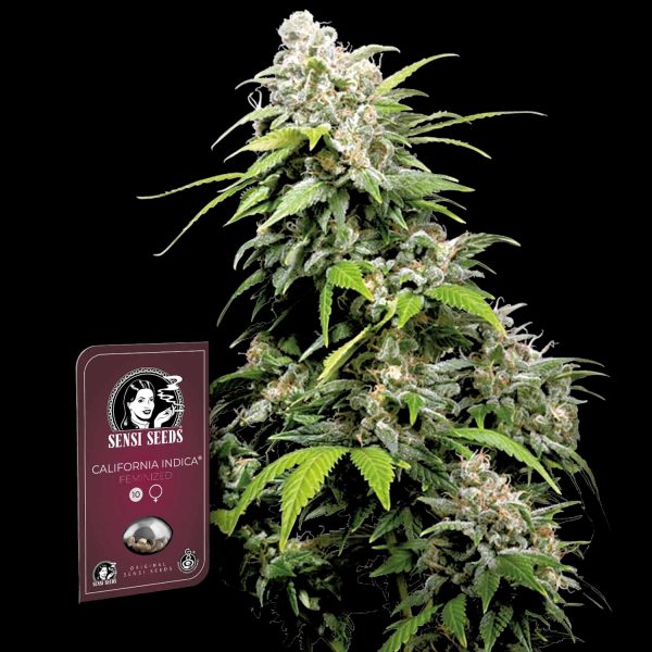 Sensi Seeds California Indica