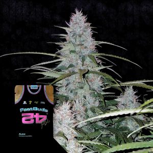 Californian Snow Auto 420 Fast Buds