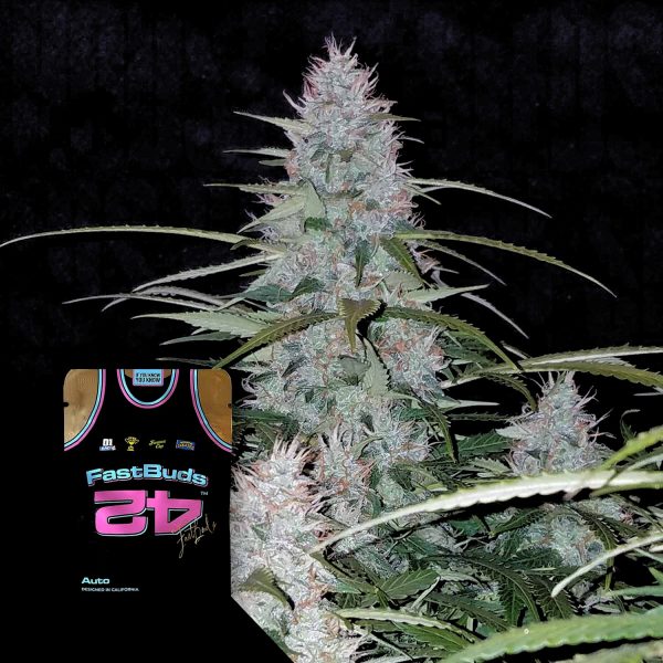 420 Fast Buds Californian Snow Auto