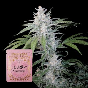 Candied Peaches Jack Herer