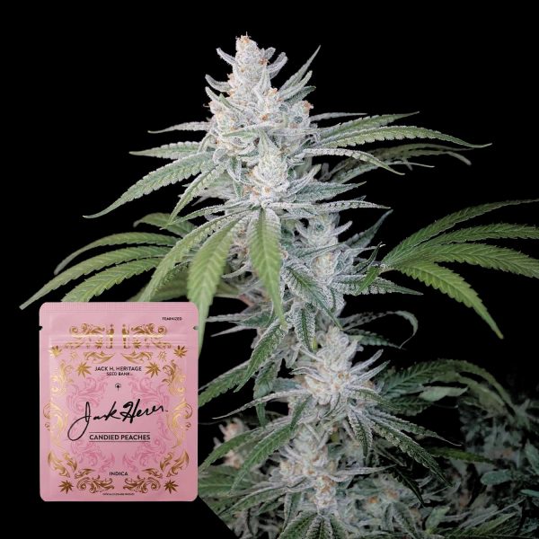 Jack Herer Reserve Candied Peaches