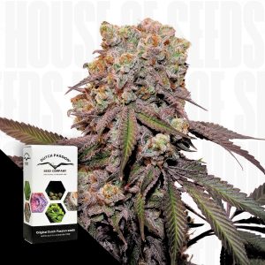Candy Bubatz Xl Dutch Passion