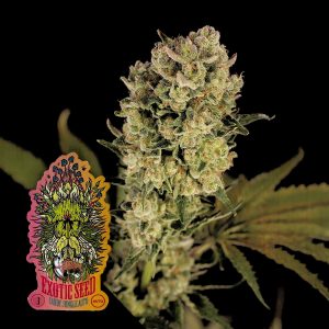 Candy Jungle Auto Exotic Seeds