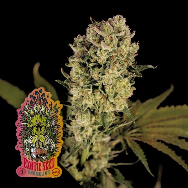 Exotic Seeds Candy Jungle Auto