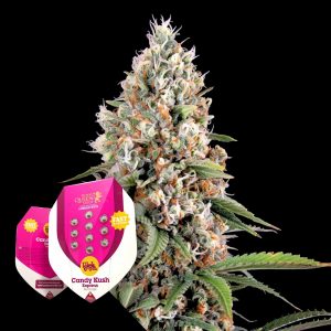 Candy Kush Express Fast Flowering Royal Queen Seeds