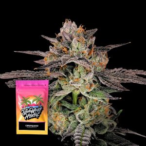 Candyqueso Nine Weeks Harvest