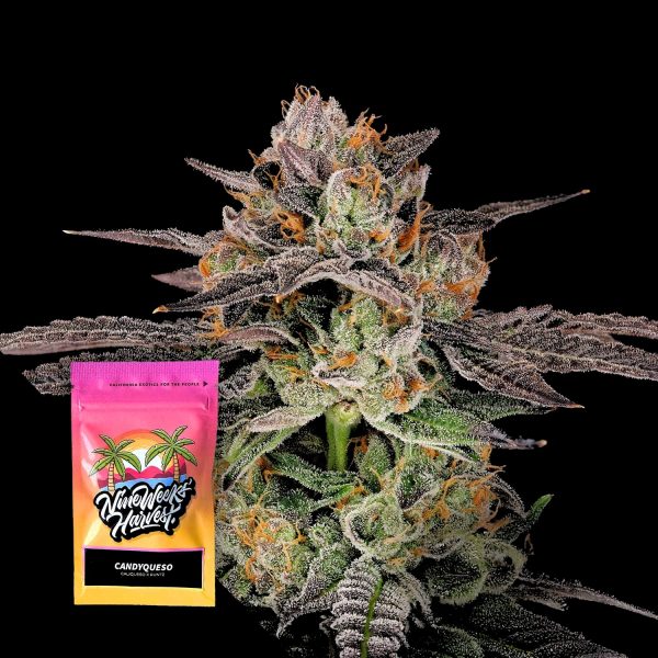 Nine Weeks Harvest Candyqueso