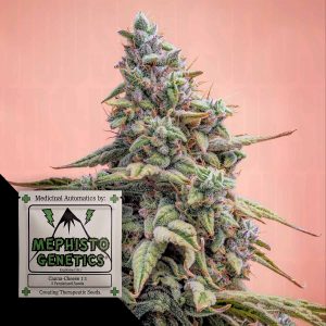 Canna Cheese Cbd 11 Auto Mephisto Genetics