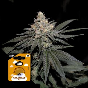 Caramello Xl Holy Hemp