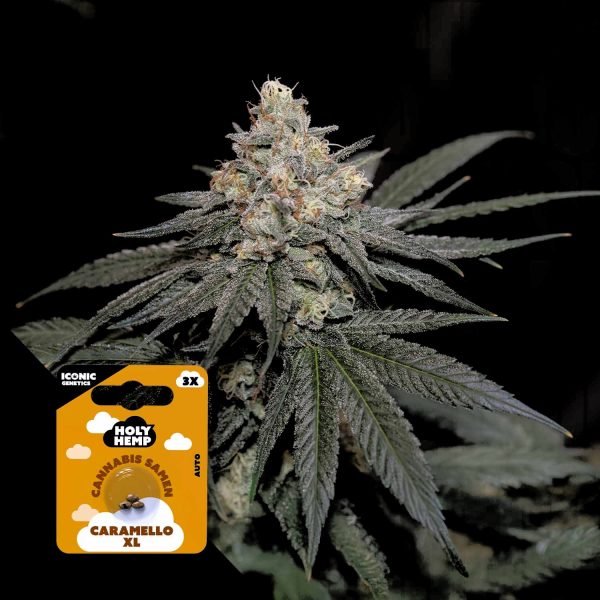 Holy Hemp Caramello XL