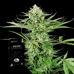 Cashew Kush Sensi Seeds