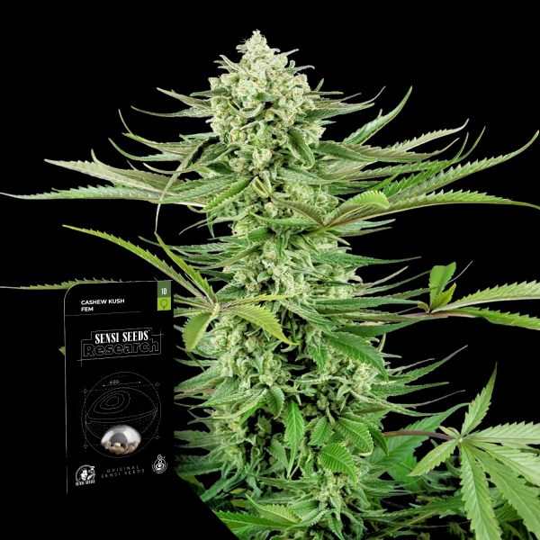 Sensi Seeds Cashew Kush