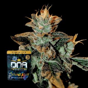 Cataract Kush Dna Genetics
