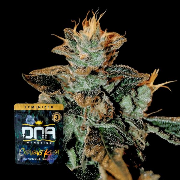 DNA Genetics Cataract Kush