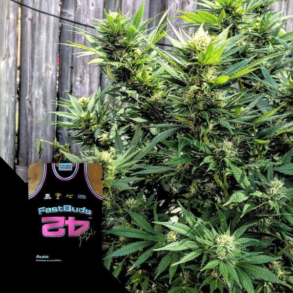 420 Fast Buds CBD Auto 1:1 (CBD Crack Auto)