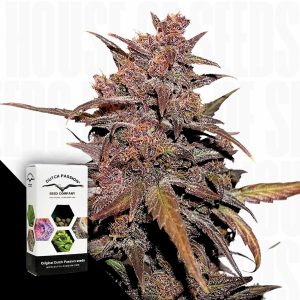 Cbd Auto Blackberry Kush Dutch Passion