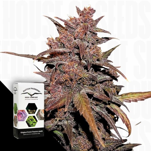 Dutch Passion CBD Auto Blackberry Kush