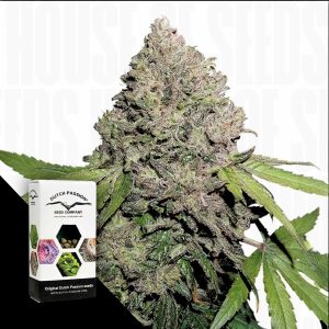 Cbd Auto Charlottes Angel Dutch Passion