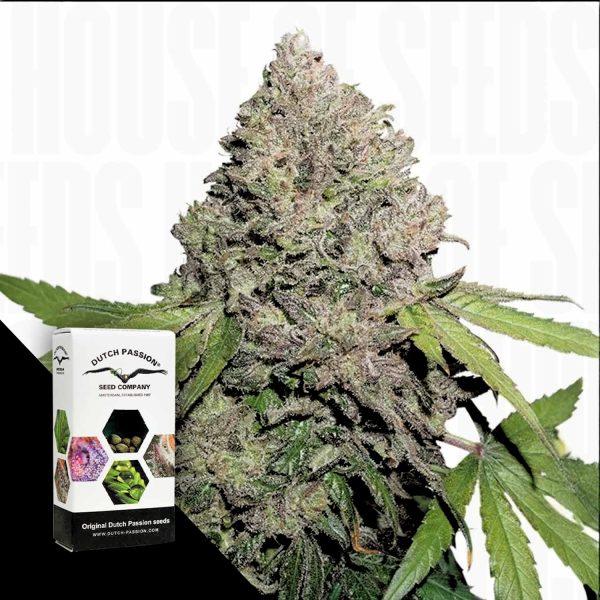 Dutch Passion CBD Auto Charlotte’s Angel