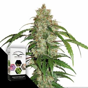 Cbd Auto White Widow Dutch Passion