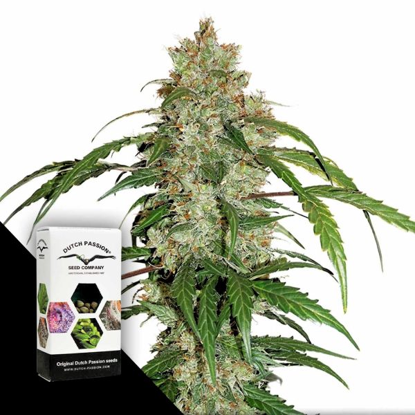 Dutch Passion CBD Auto White Widow