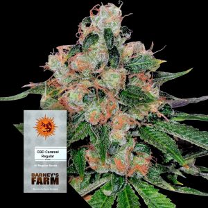 Cbd Caramel Barneys Farm