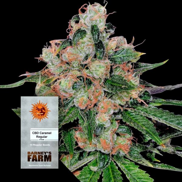Barneys Farm CBD Caramel