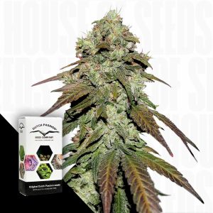 Cbd Mazar Dutch Passion