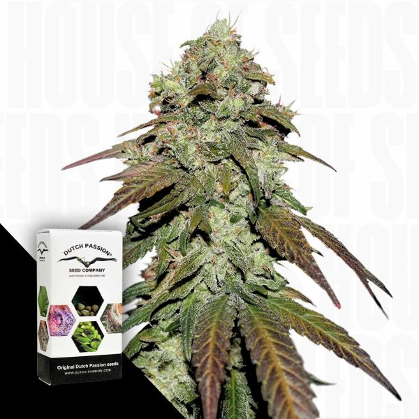 Dutch Passion CBD Mazar