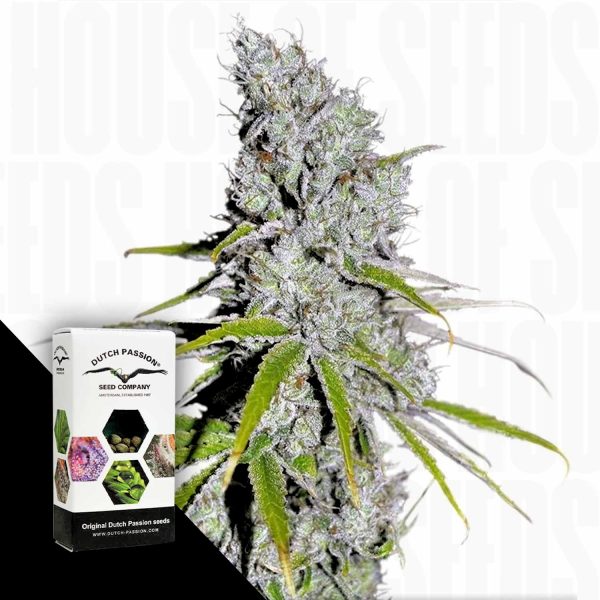 Dutch Passion CBD Skunk Haze