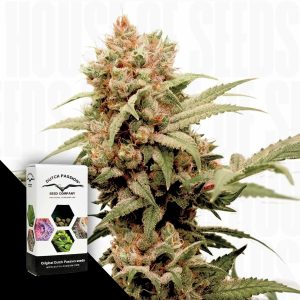 Cbg Force Dutch Passion
