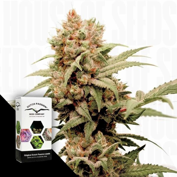 Dutch Passion CBG-Force