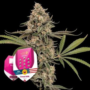 Cereal Milk Royal Queen Seeds