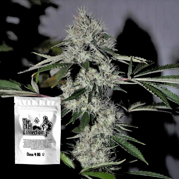 Cali Connection Chem 4 OG