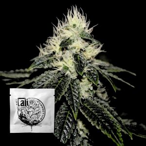 Chem 91 Sk Va Cali Connection