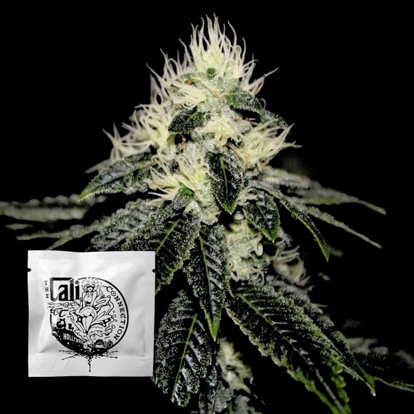 Cali Connection Chem 91 Sk Va