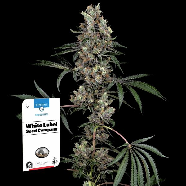 Sensi Seeds Chemberries