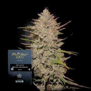 Chemical Candy Auto Green House Seeds